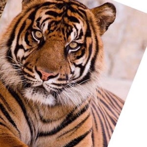 Anthony Maynard mugshot