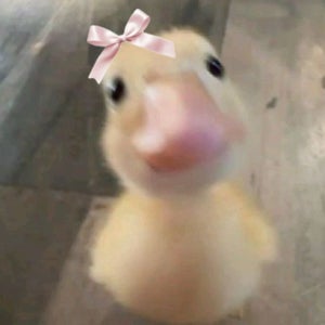 Elise Cordeiro mugshot