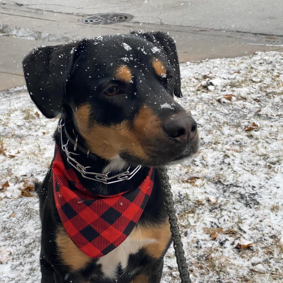 Kate Latshaw mugshot