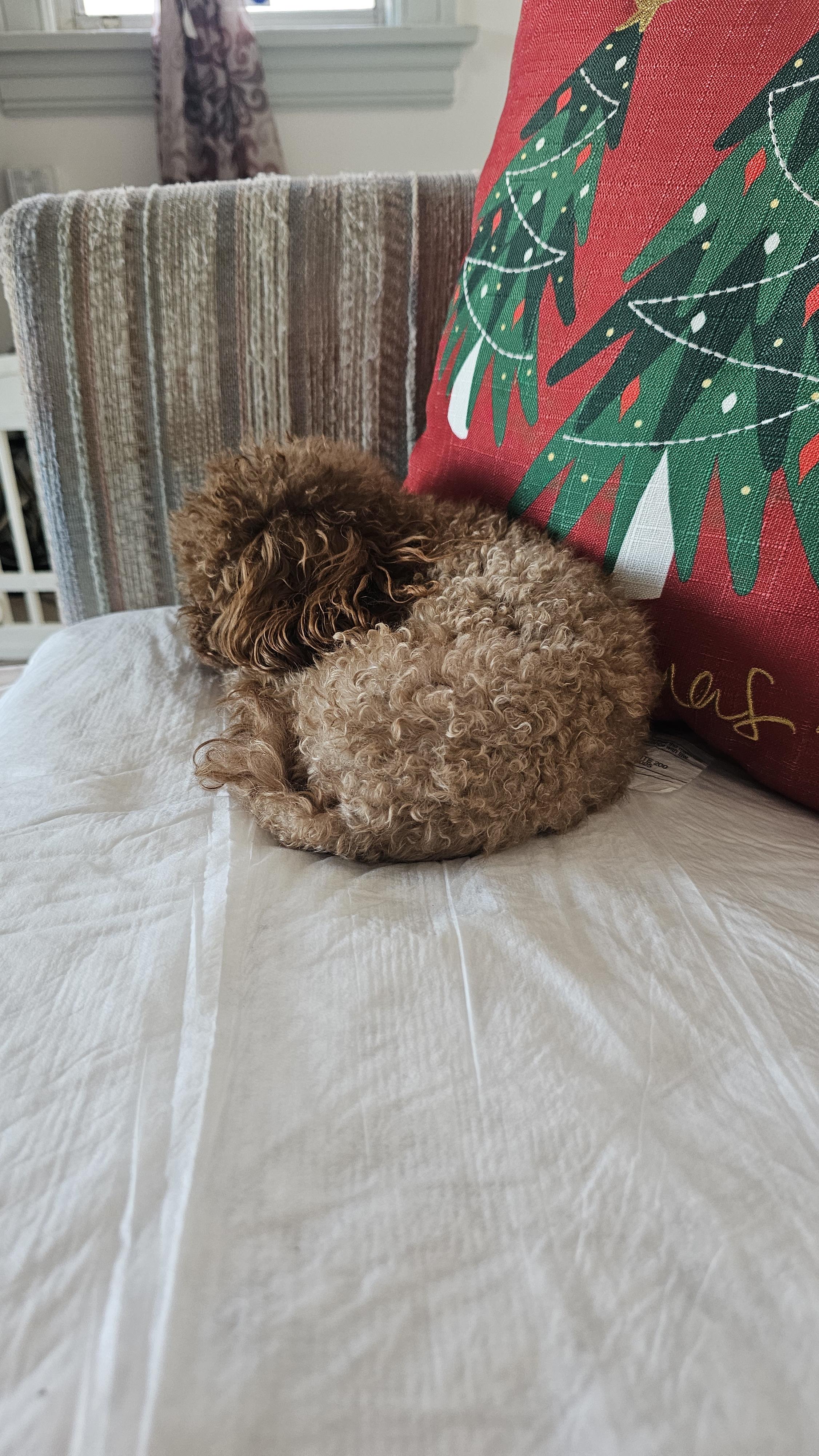 LUIS RODRIGUEZ mugshot