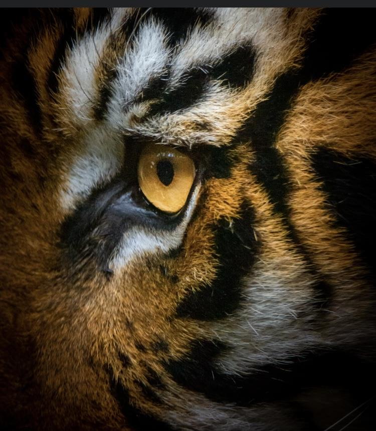 Michael Jones mugshot