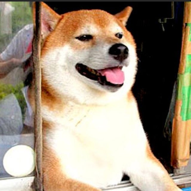 Shiba  Inu mugshot