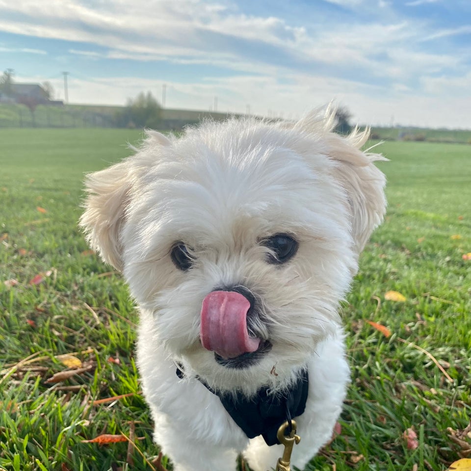 oscar toy