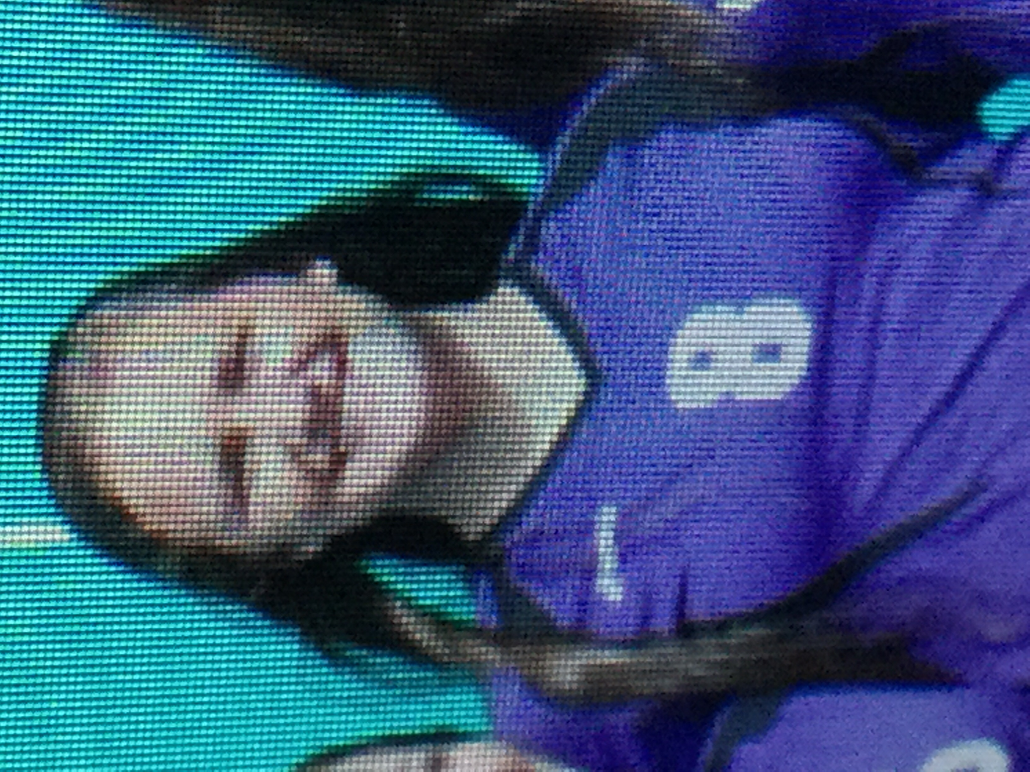 Paityn Brady