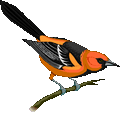 Orioles mascot photo.