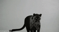 Panthers mascot photo.