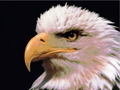  mascot photo.