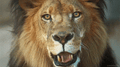 Lions mascot photo.