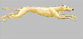 Greyhounds mascot photo.