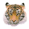 Tigers mascot photo.