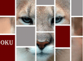 Cougars mascot photo.
