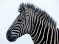 Zebras mascot photo.