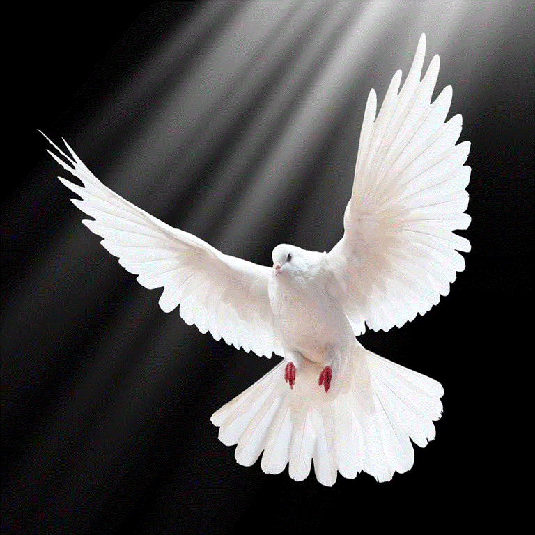 White dove cavaliers cheap