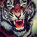 Tigers mascot photo.