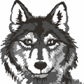 Wolves mascot photo.