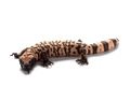 Gila Monsters mascot photo.