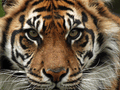 Tigers mascot photo.