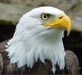 Eagles mascot photo.