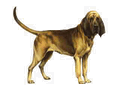 Bloodhounds mascot photo.