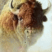 Bison mascot photo.