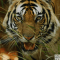 Tigers mascot photo.