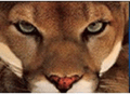 Cougars mascot photo.
