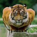 Tigers mascot photo.