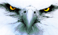 Eagles mascot photo.