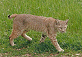 Bobcats mascot photo.
