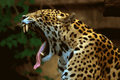 Jaguars mascot photo.