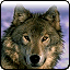 Wolves  mascot photo.