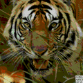 Tigers mascot photo.