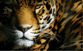 Jaguars mascot photo.