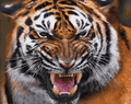 Tigers mascot photo.