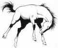 Broncs mascot photo.