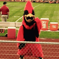 Cardinals mascot photo.