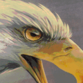 Eagles mascot photo.