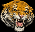 Bengals mascot photo.
