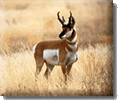 Antelopes mascot photo.
