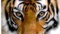 Tigers mascot photo.