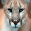 Cougars mascot photo.