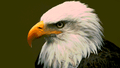 Eagles mascot photo.