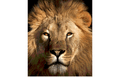 Lions mascot photo.