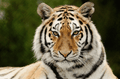 Tigers mascot photo.