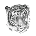 Tigers mascot photo.