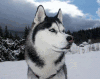 Huskies mascot photo.