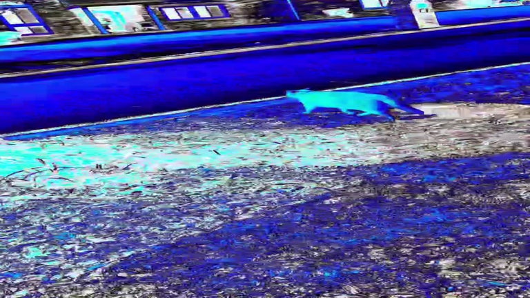 Video player poster image