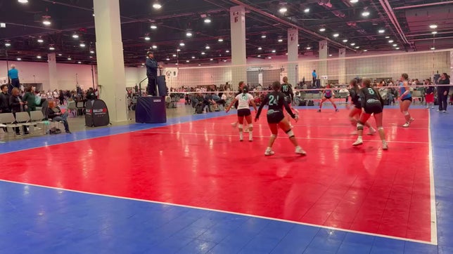 Setter #8