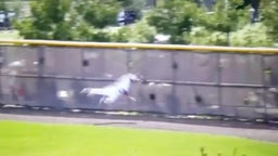 Outfielder takes on fence for catch of the year candidate