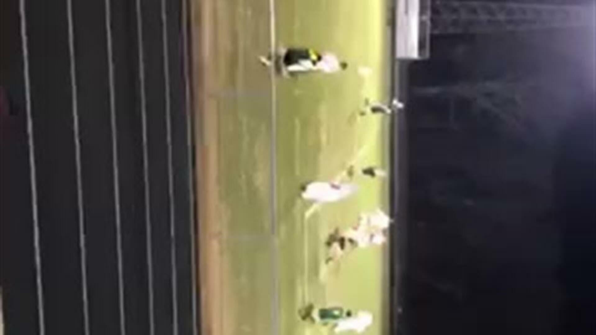 Logan P. Goal vs. BHP